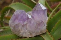 Natural Jacaranda Amethyst Clusters  x 4 From Zambia - TopRock