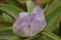 Natural Jacaranda Amethyst Clusters  x 4 From Zambia - TopRock