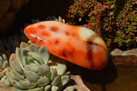 Polished Beautiful Bright Red and Orange Carnelian Agate Standing Free Forms  x 3 From Madagascar - TopRock