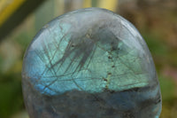 Polished Flashy Labradorite Standing Free Forms  x 12 From Tulear, Madagascar - TopRock