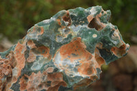 Polished Extra Large Green Mtorolite / Emerald Chrysoprase Plate  x 1 From Zimbabwe - TopRock