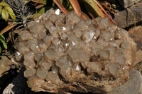 Natural Giant Lwena White Phantom Cascading Smokey Quartz x 1 From Lwena, Congo - TopRock