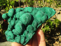 Natural Botryoidal Malachite Specimens  x 12 From Kolwezi, Congo