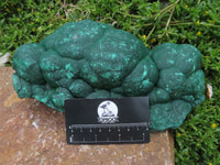 Natural Botryoidal Malachite Specimen x 1 From Kolwezi, Congo - TopRock