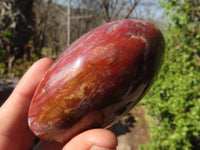 Polished Red Podocarpus Petrified Wood Standing Free Forms x 4 From Mahajanga, Madagascar