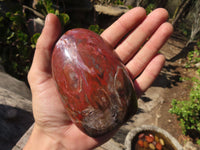 Polished Red Podocarpus Petrified Wood Standing Free Forms x 4 From Mahajanga, Madagascar