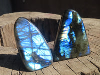 Polished Labradorite Standing Free Forms  x 6 From Tulear, Madagascar