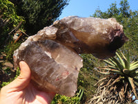 Natural Extra Large Smokey Quartz Cluster  x 1 From Mulanje, Malawi - Toprock Gemstones and Minerals 