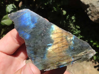 Polished One Side Polished Labradorite Slabs  x 12 From Tulear, Madagascar - TopRock