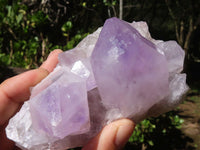 Natural Jacaranda Amethyst Specimens  x 2 From Mumbwa, Zambia - Toprock Gemstones and Minerals 