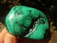 Polished Flower Banded Malachite Free Forms  x 6 From Congo - Toprock Gemstones and Minerals 