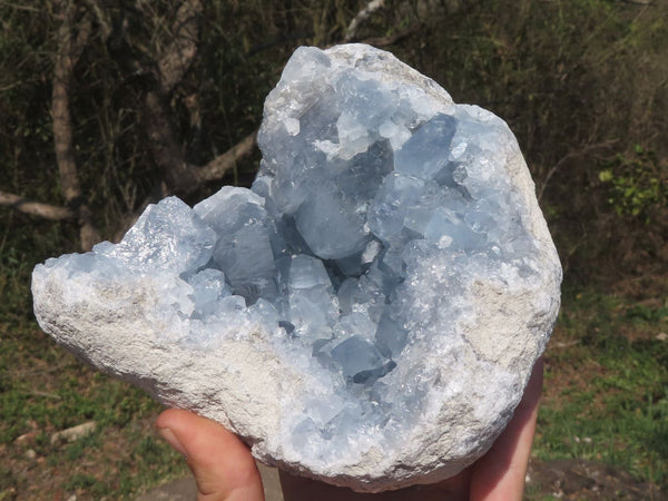 Natural Blue Celestite Cluster With Large Dog Tooth Crystals  x 1 From Sakoany, Madagascar - TopRock