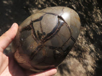 Polished Septerye Sauvage "Dragons Egg" Geode  x 1 From Madagascar - TopRock