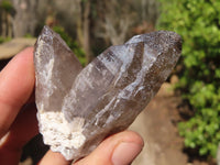 Natural Smokey Quartz Crystal Specimens x 3 From Malawi