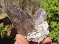 Natural Smokey Quartz Crystal Specimens x 3 From Malawi