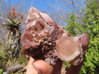 Natural Red Hematoid Quartz Specimens x 12 From Karoi, Zimbabwe