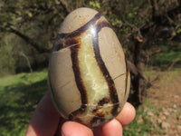 Polished Small Rare Complete Septerye (Calcite & Aragonite) Eggs x 6 From Mahajanga, Madagascar - TopRock