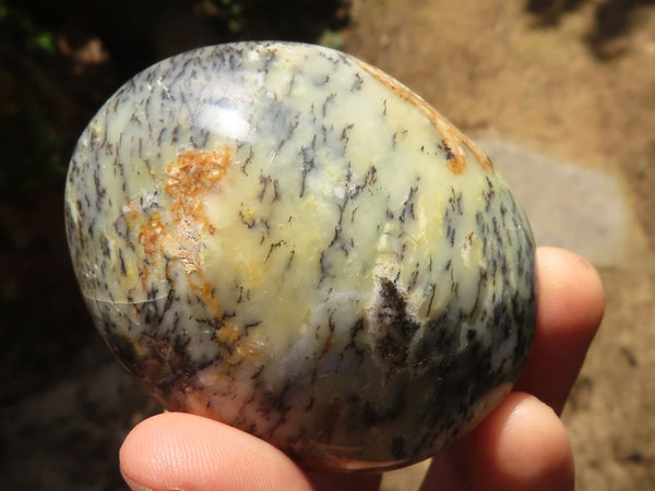 Polished Large Dendrite Yellow Opal Palm Stones  x 6 From Madagascar - TopRock