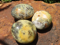 Polished Large Dendrite Yellow Opal Palm Stones  x 6 From Madagascar - TopRock