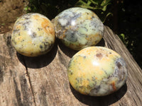 Polished Large Dendrite Yellow Opal Palm Stones  x 6 From Madagascar - TopRock