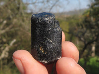 Natural Single Terminated Alluvial Black Schorl Tourmaline Crystals  x 69 From Zimbabwe - TopRock