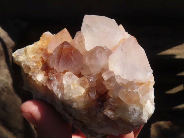 Natural White Cactus Flower Spirit Quartz Specimens  x 6 From Boekenhouthoek, South Africa - Toprock Gemstones and Minerals 