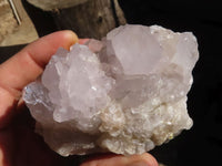 Natural White Cactus Flower Spirit Quartz Specimens  x 6 From Boekenhouthoek, South Africa - Toprock Gemstones and Minerals 