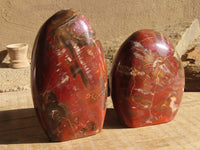 Polished Red Podocarpus Petrified Wood Standing Free Forms x 2 From Mahajanga, Madagascar