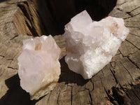 Natural White Cactus Flower Spirit Quartz Specimens  x 6 From Boekenhouthoek, South Africa - Toprock Gemstones and Minerals 