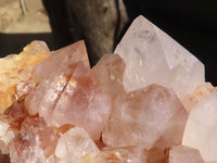 Natural White Cactus Flower Spirit Quartz Specimens  x 6 From Boekenhouthoek, South Africa - Toprock Gemstones and Minerals 