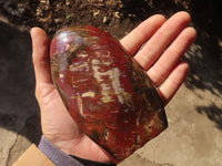 Polished Red Podocarpus Petrified Wood Standing Free Forms x 2 From Mahajanga, Madagascar