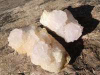 Natural White Cactus Flower Spirit Quartz Specimens  x 6 From Boekenhouthoek, South Africa - Toprock Gemstones and Minerals 