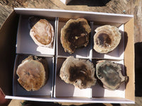 Polished Petrified Wood Branch Pieces  x 6 From Zimbabwe - Toprock Gemstones and Minerals 