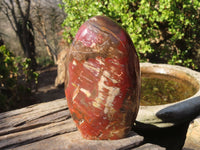 Polished Red Podocarpus Petrified Wood Standing Free Forms x 2 From Mahajanga, Madagascar