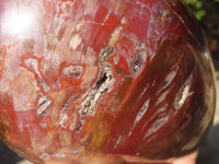 Polished Red Podocarpus Petrified Wood Standing Free Forms x 2 From Mahajanga, Madagascar