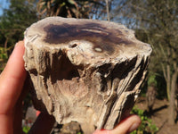 Polished Petrified Wood Branch Pieces  x 6 From Zimbabwe - Toprock Gemstones and Minerals 