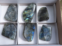 Polished Labradorite Standing Free Forms With Intense Blue Flash x 6 From Tulear, Madagascar - TopRock