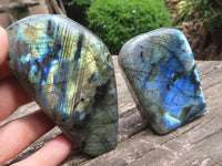 Polished Labradorite Standing Free Forms With Intense Blue Flash x 6 From Tulear, Madagascar - TopRock