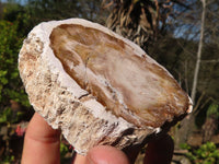 Polished Petrified Wood Branch Pieces  x 6 From Zimbabwe - Toprock Gemstones and Minerals 