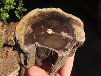 Polished Petrified Wood Branch Pieces  x 6 From Zimbabwe - Toprock Gemstones and Minerals 