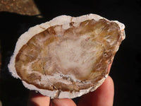 Polished Petrified Wood Branch Pieces  x 6 From Zimbabwe - Toprock Gemstones and Minerals 