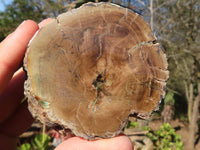 Polished Petrified Wood Branch Pieces  x 6 From Zimbabwe - Toprock Gemstones and Minerals 