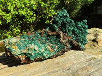 Natural Fibrous Acicular Silky Malachite Specimen  x 1 From Kasompe, Congo - Toprock Gemstones and Minerals 