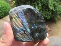 Polished Labradorite Standing Free Forms With Intense Blue Flash x 6 From Tulear, Madagascar - TopRock