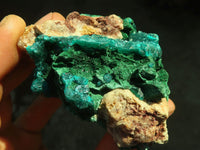 Natural Classic Emerald Dioptase Crystal Specimens x 2 From Likasi, Congo