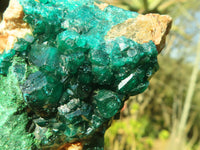 Natural Classic Emerald Dioptase Crystal Specimens x 2 From Likasi, Congo