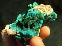 Natural Classic Emerald Dioptase Crystal Specimens x 2 From Likasi, Congo