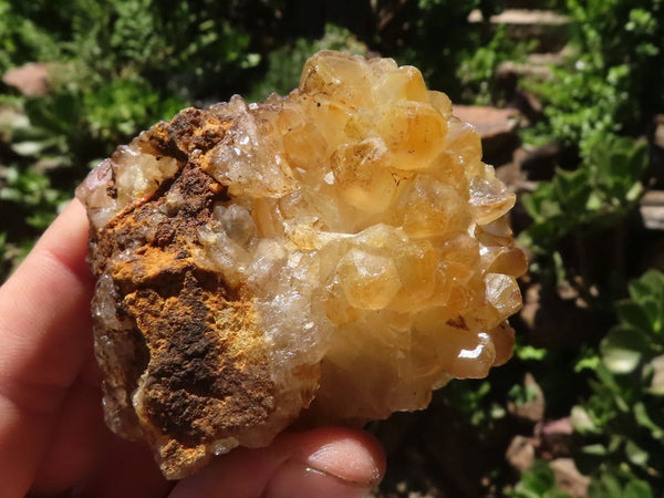 Natural Golden Limonite Quartz Clusters  x 12 From Zimbabwe - TopRock