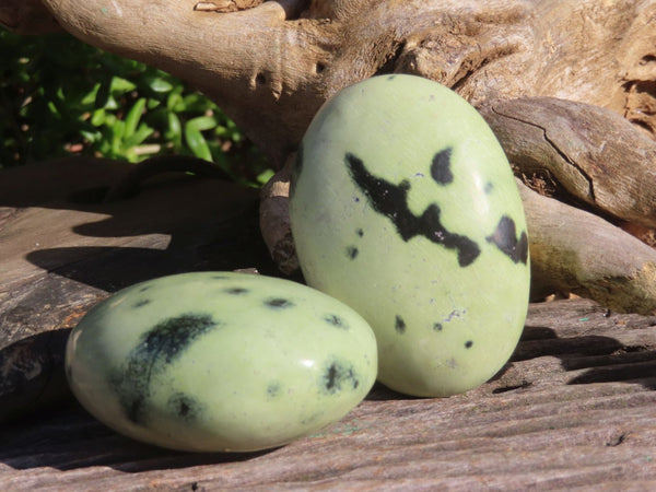 Polished Large Leopard Stone (Serpentine) Gallets x 12 From Zimbabwe - TopRock