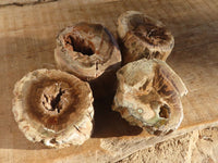 Polished Petrified Wood Branch Pieces  x 4 From Zimbabwe - Toprock Gemstones and Minerals 